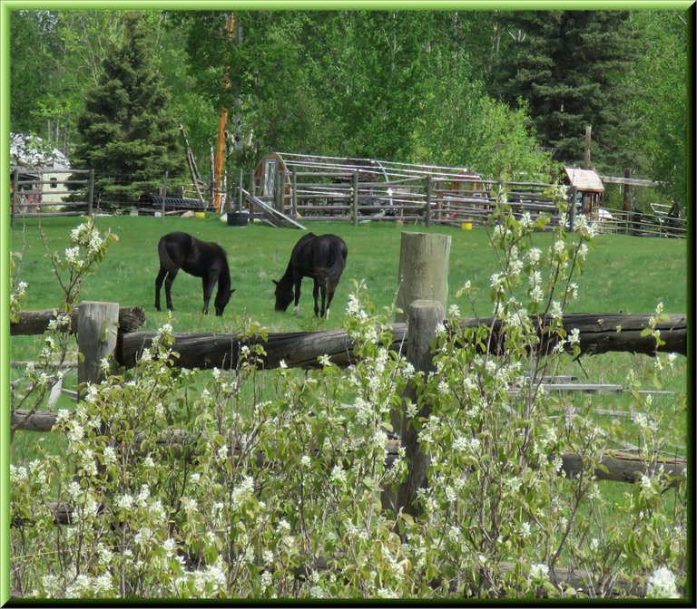 Dougs horses grazing Saskatoons blooming along fence.JPG