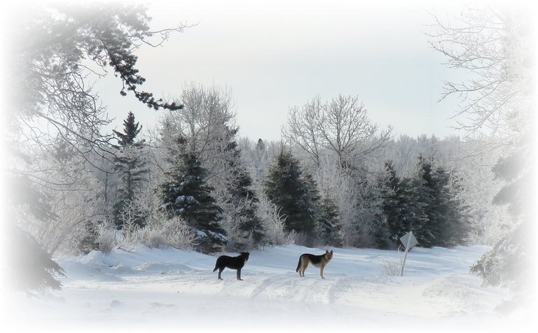 frosted scene down road with 2 Jeremys dogs.JPG