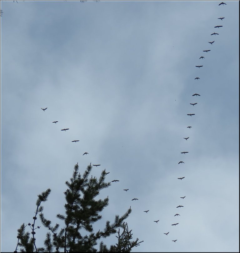 geese flying in formation over pine tree top.JPG