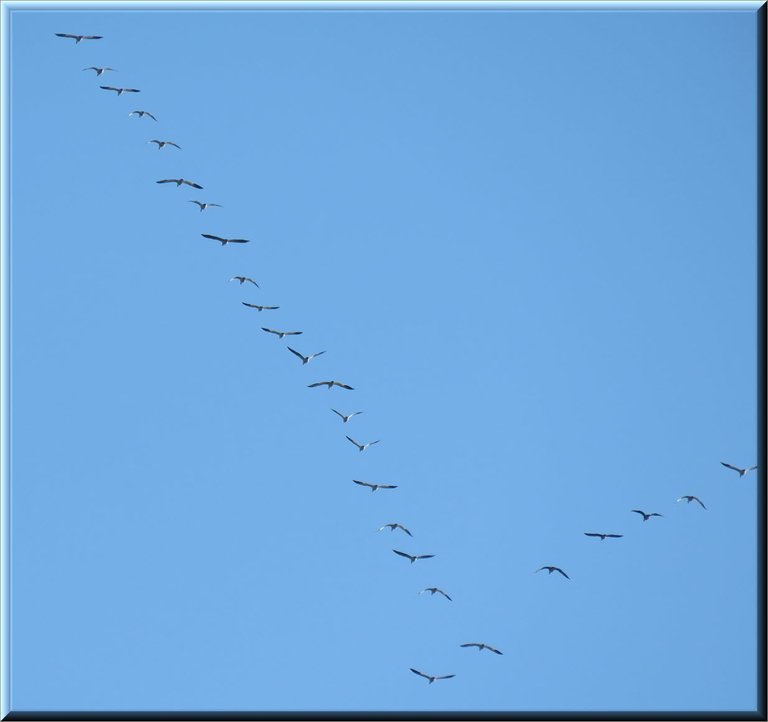 flock of snow geese in V formation.JPG