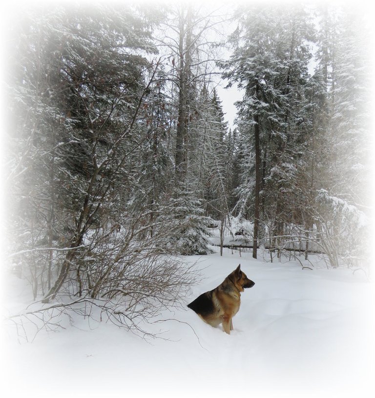 Bruno sitting alert at head of lane in front of snow covered spruce.JPG