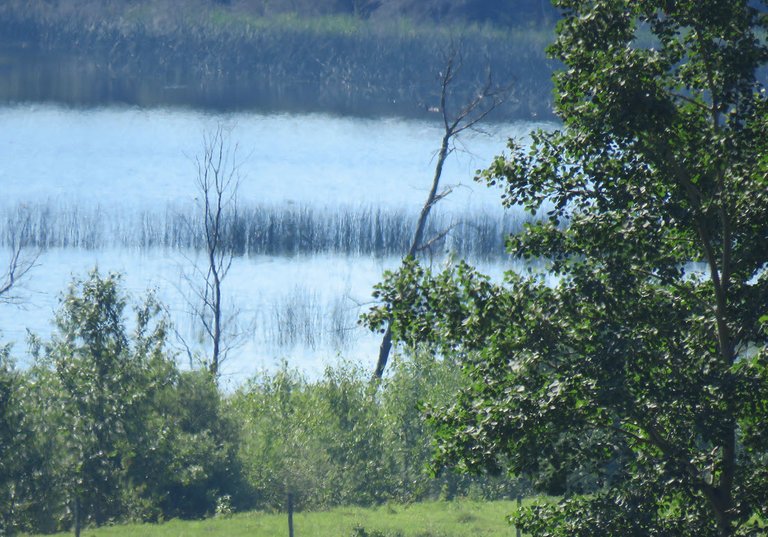 looking beyond tree to pond.JPG