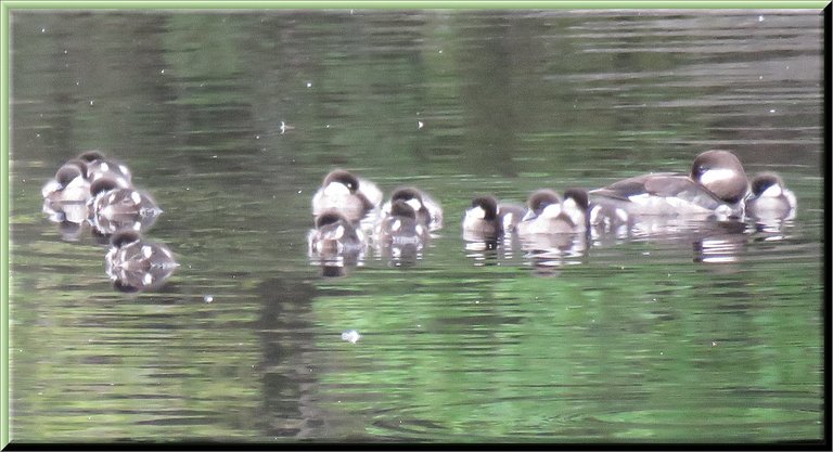 Momma Bufflehead duck with her ducklings closely grouped resting in the water.JPG