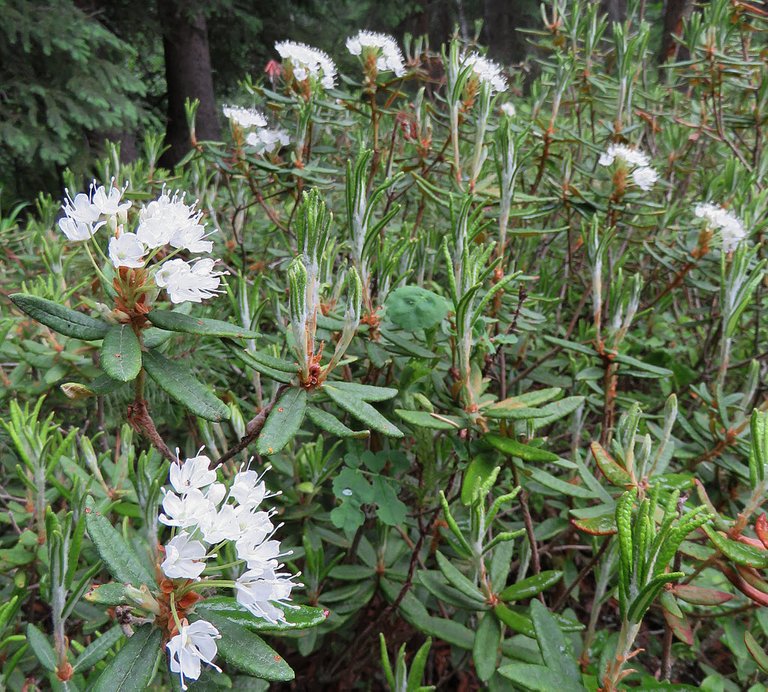 Bog Labrador Tea Rhododendron groenlandicum.JPG