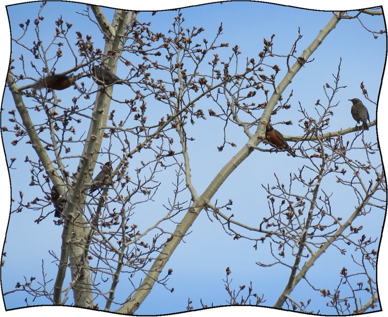 flock of robins in cotton wood tree with fluffy buds open.JPG