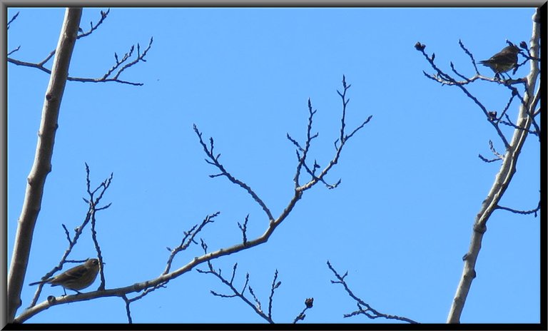pair of birds sitting among poplar tree buds.JPG