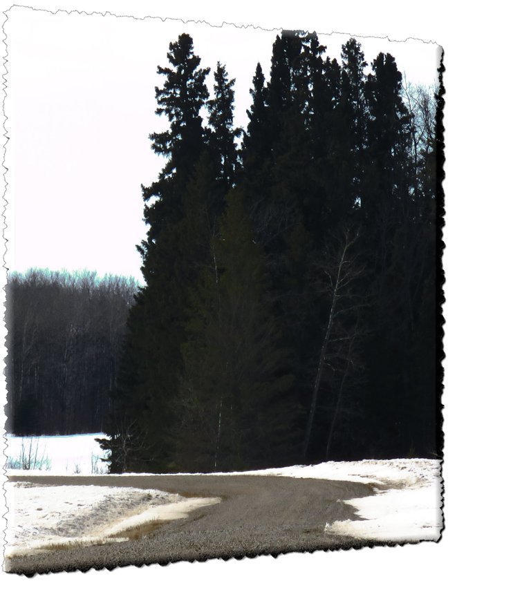 filter highlights curve in road snow at edge by spruce tree silhouettes.JPG