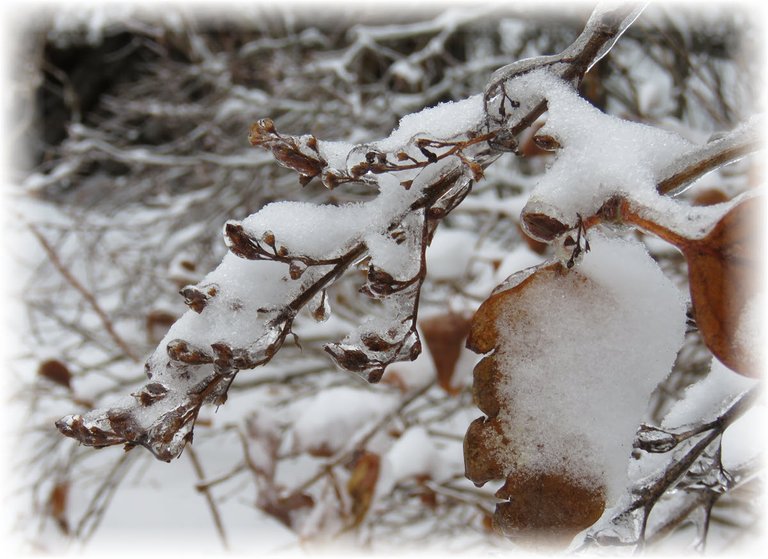 ice and snow on lilac seed head with leaf.JPG