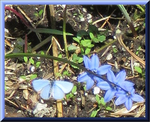 blue butterfly by 3 blue squill flowers.JPG