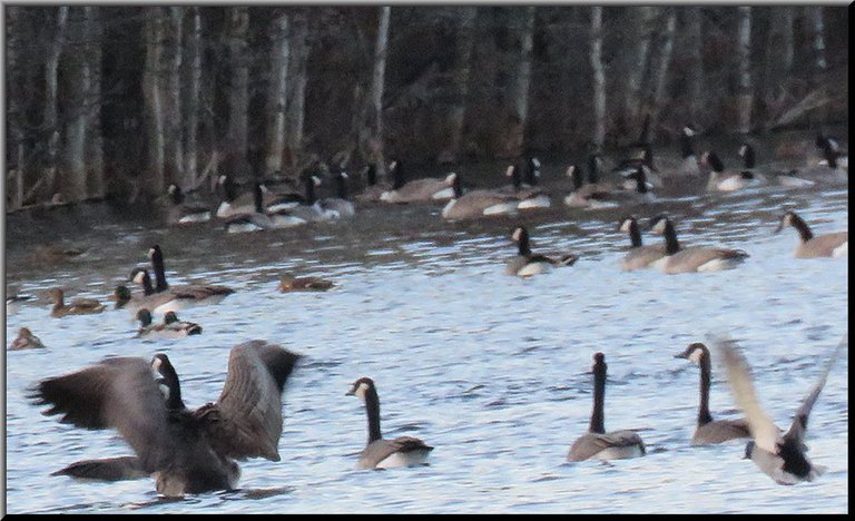 Canada goose with wings wide spread is among others swimming on the pond.JPG