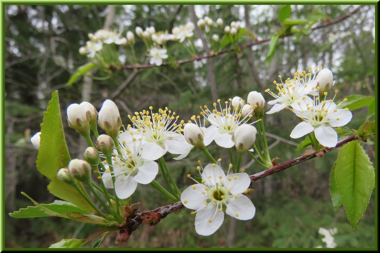 close up of Pincherry blooms.JPG
