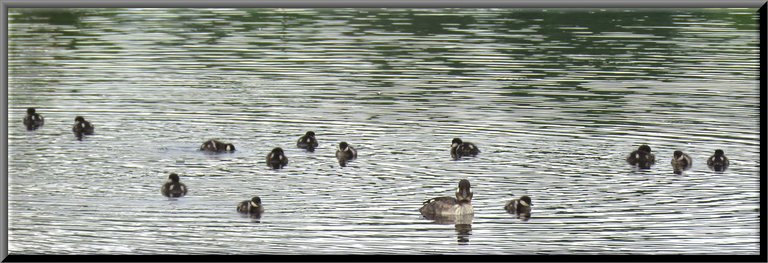 Momma Bufflehead duck looking towards me and 13 ducklings.JPG