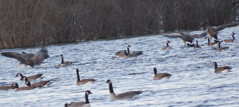 Large canada Geese Just landing on water by other geese.JPG