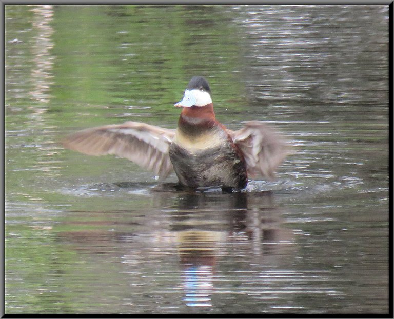 ruddy duck in the pond stretching wings.JPG