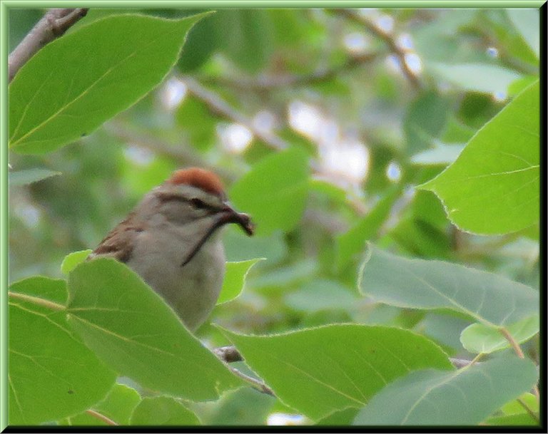 American tree sparrow with food or nesting material in beak.JPG