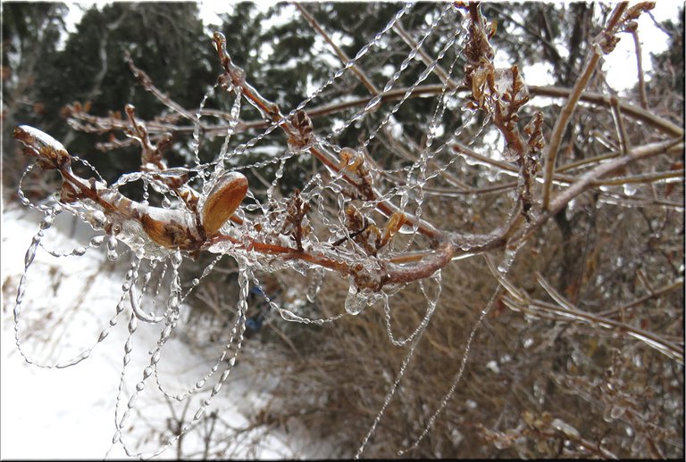 side view spider web on lilac branch jewelled with frozen raindrops.JPG