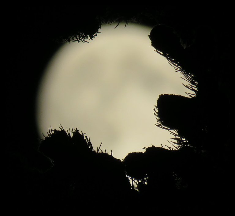 pine branches silhouetted by full moon close up.JPG