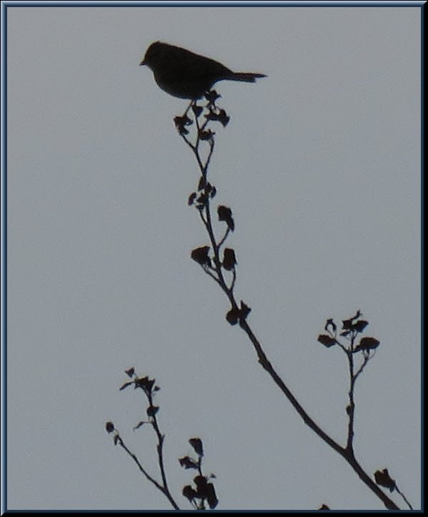 sihouette of tree sparrow on branch.JPG