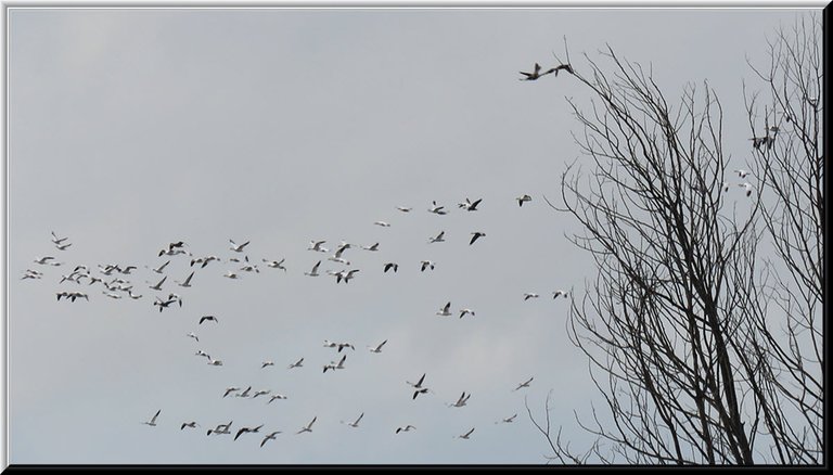 flock of snow geese in flight.JPG