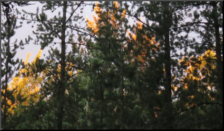 row of gold highlighted pine trees behind darker green pine trees.JPG