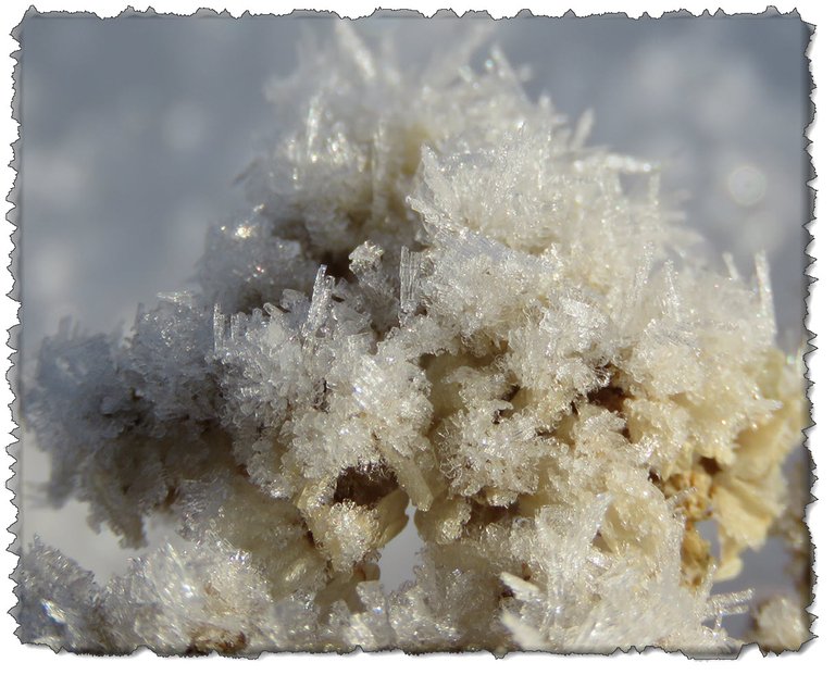 close up spike crystals on yarrow seed head.JPG