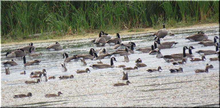 Canada geese and gadwall ducks hanging at edge of pond.JPG