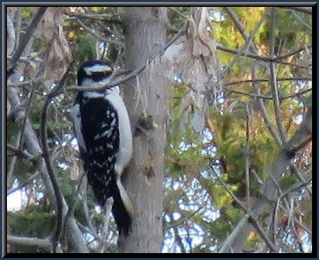 side view downy woodpecker on maple tree.JPG