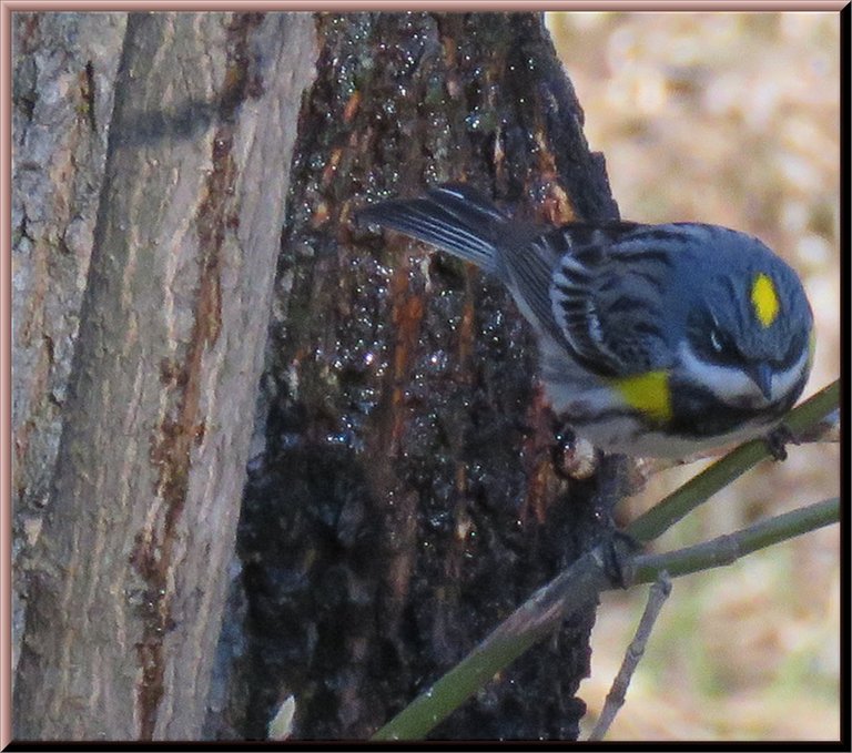 yellow rump warbler on tree trunk.JPG