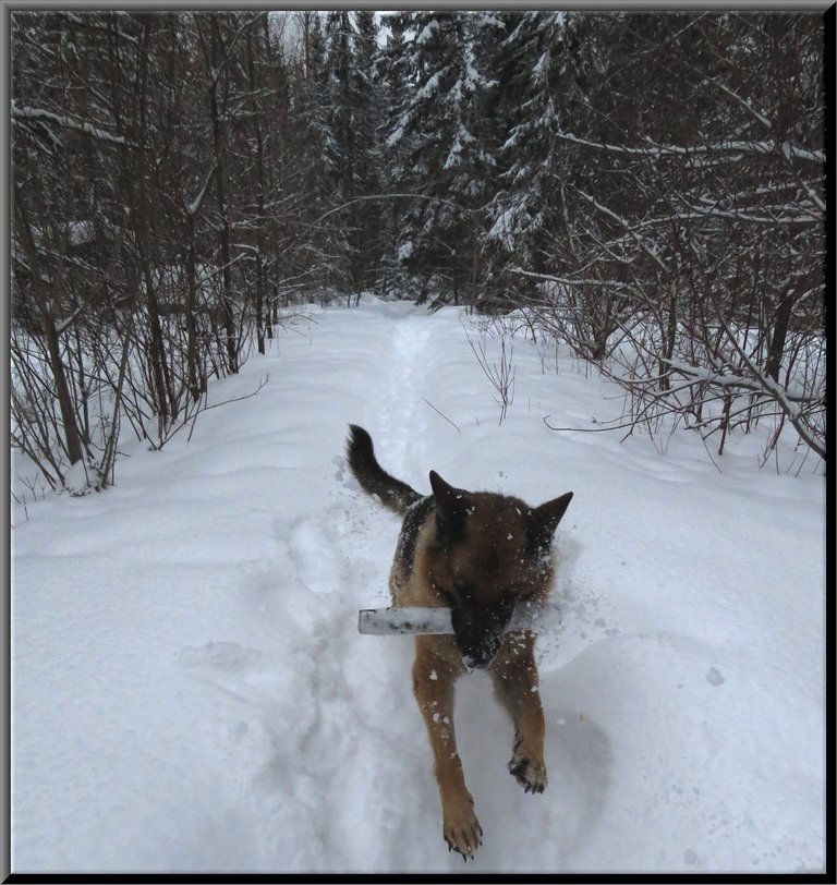 Bruno leaping through snow with stick down willow lane with snowy trees.JPG