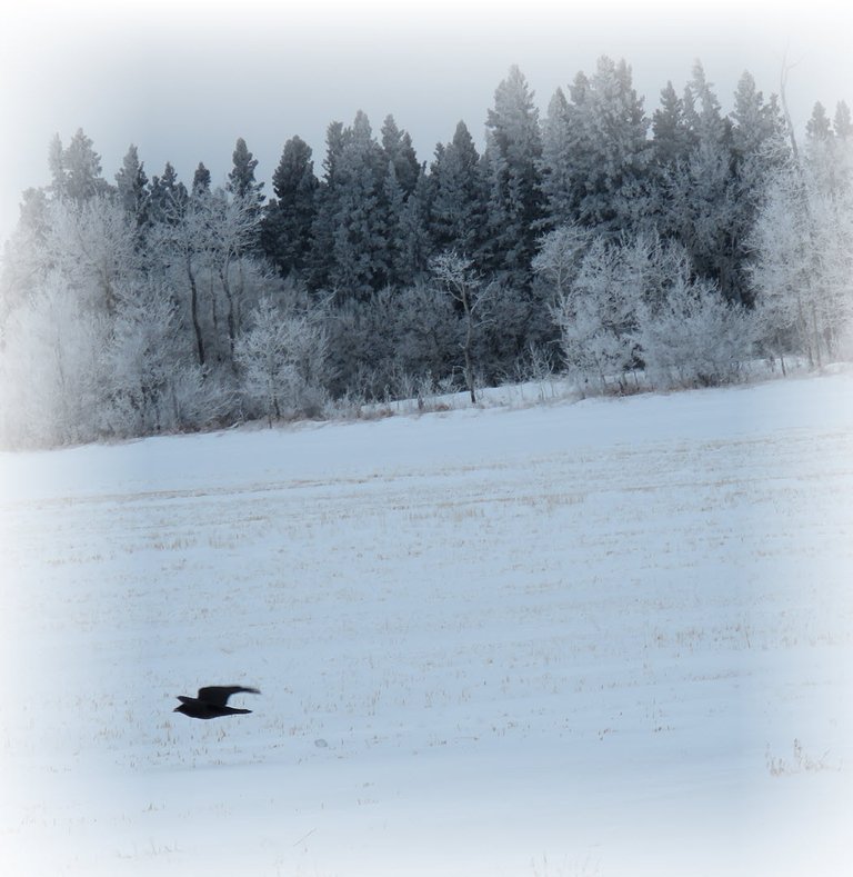 raven flying above snowy field with frosted trees behind.JPG