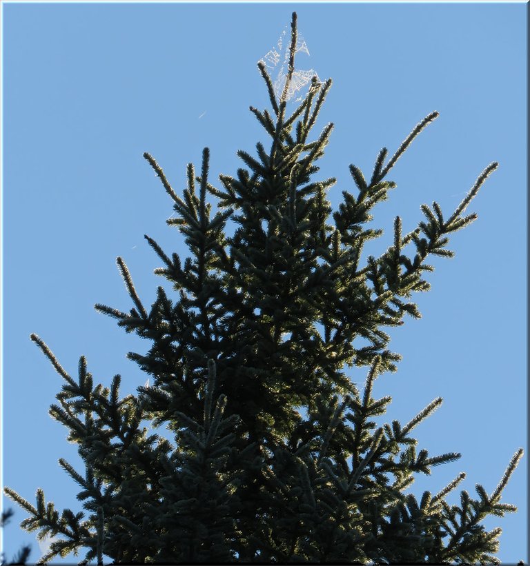 spiderwebs highlighted on spruce tree.JPG