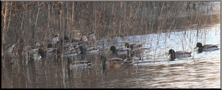 flock of mallard ducks coming into shelter of bush at edge of pond.JPG