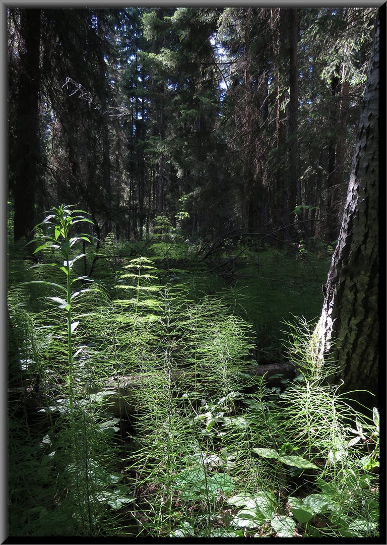 sunlight highlight horsetails in dark forest.JPG