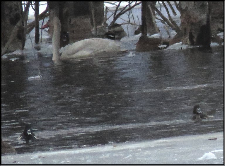 juvenile swan with 2 ring necked ducks swimming in icy water.JPG
