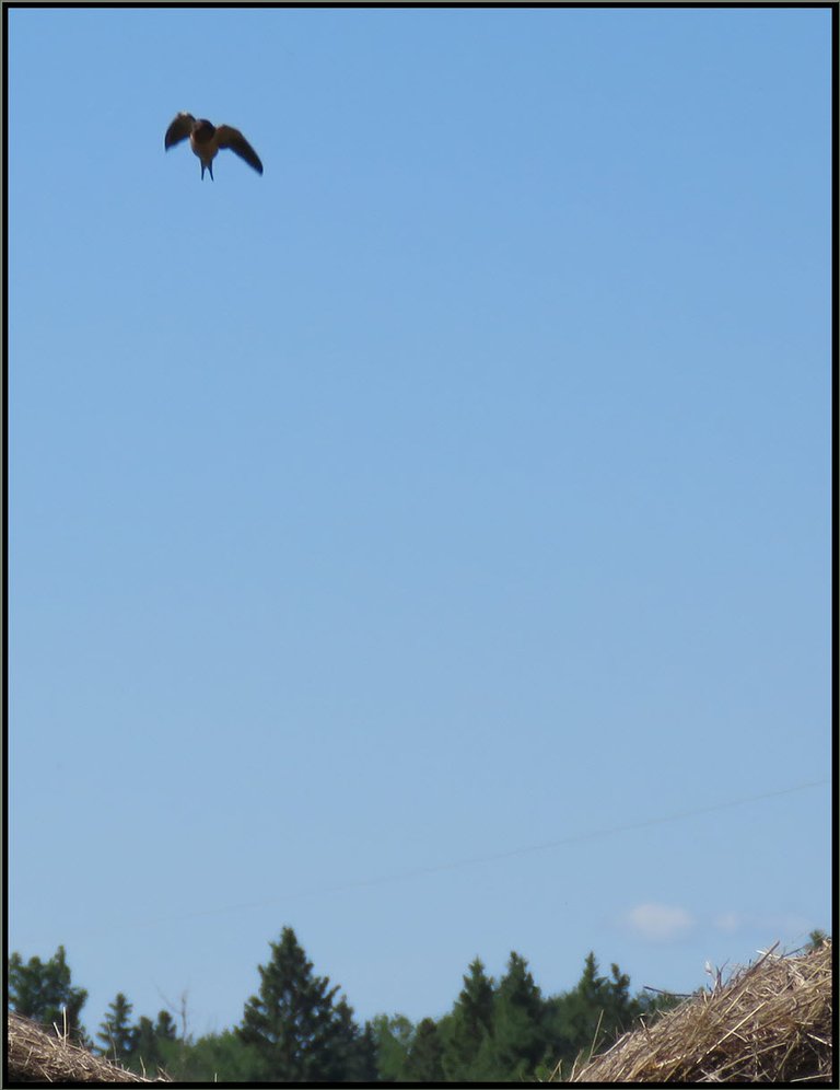 barn swallow in flight over spruce trees and straw bales.JPG