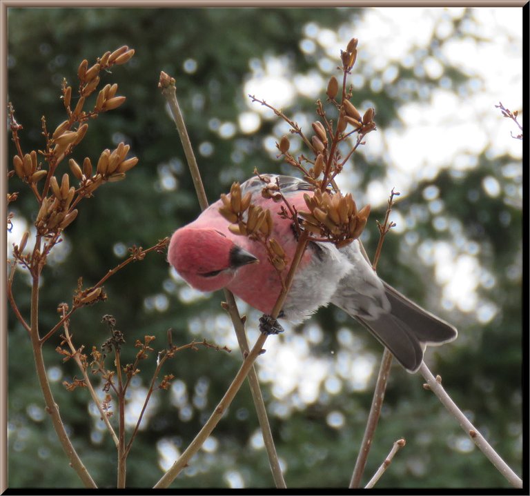 close up grosbeak looking down at lilac seeds.JPG