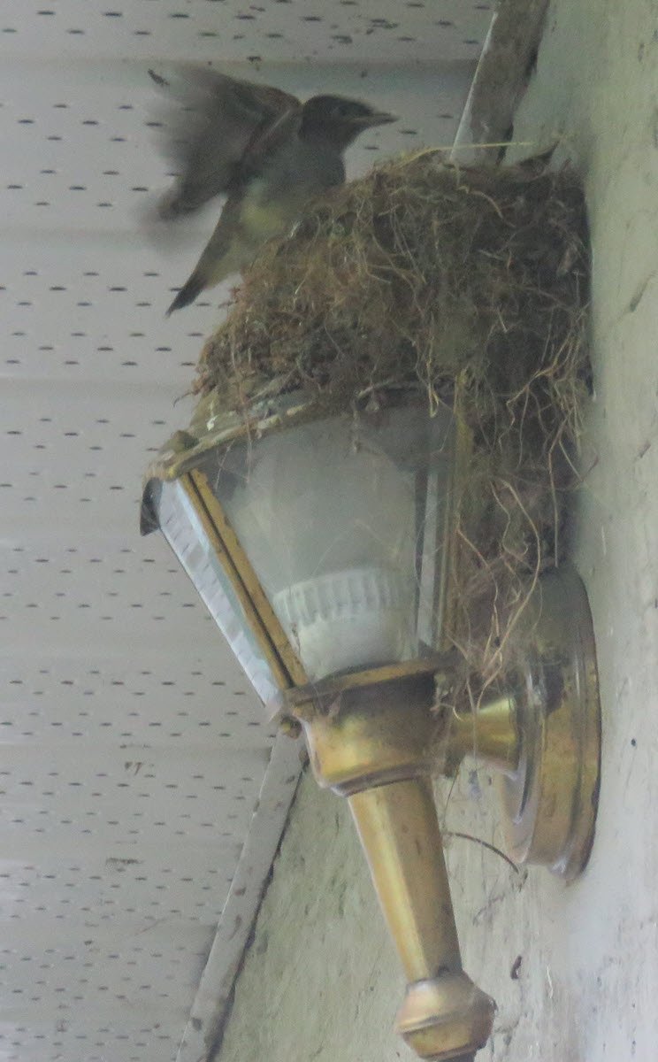 phoebe chick exersizing his wings on edge of nest on lamp.JPG