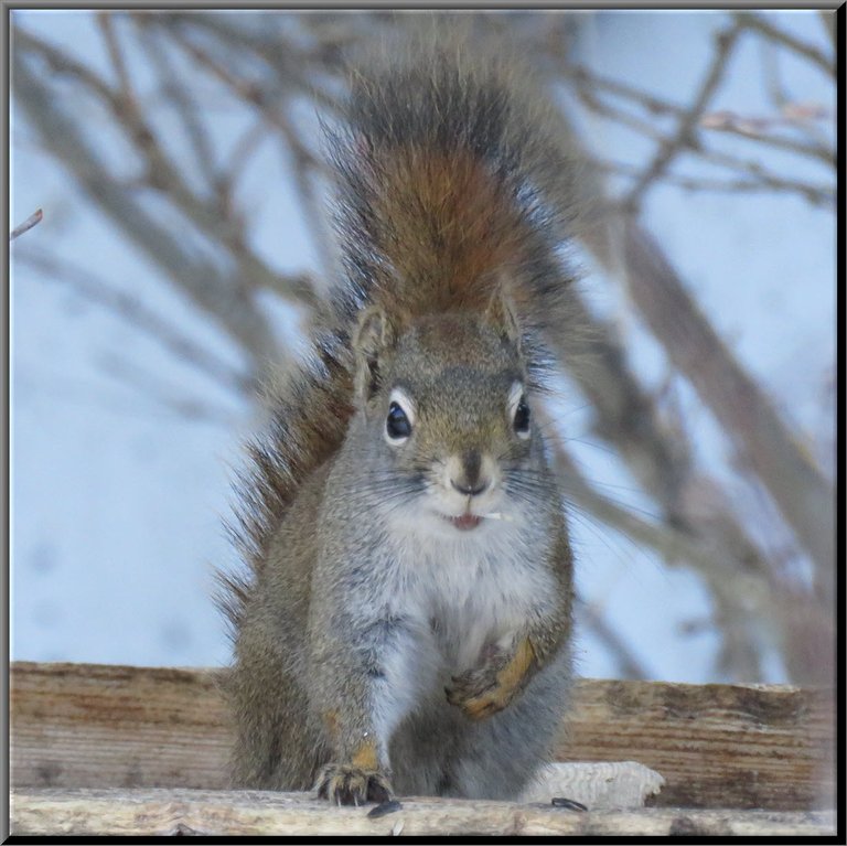 close up squirrel smiling at feeder.JPG