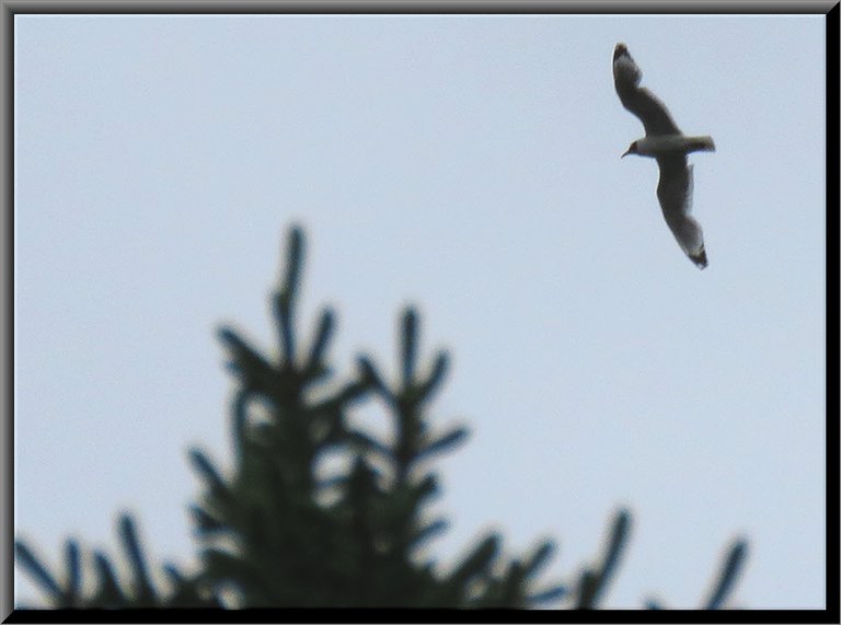 close up seagull in flight over spruce tree top.JPG