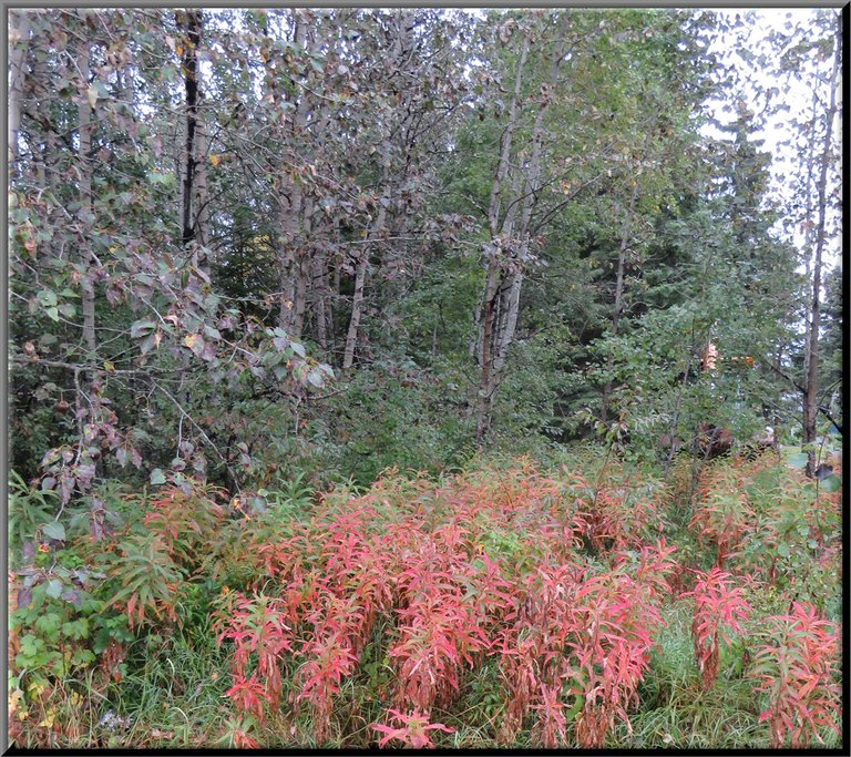 fireweed with red colored leaves.JPG
