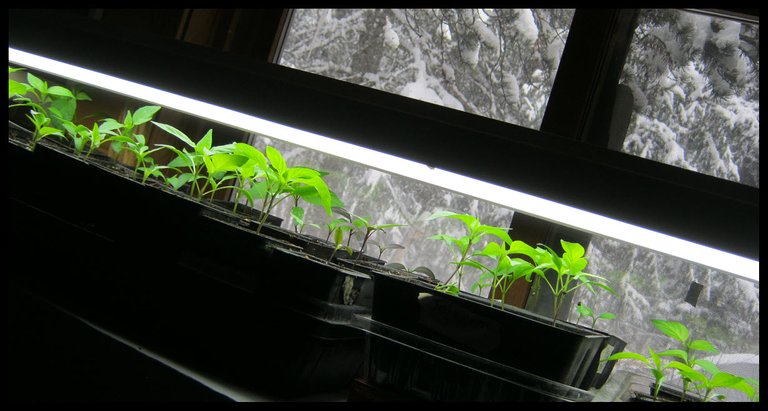 pepper seedlings under lights snowy scene in window behind.JPG