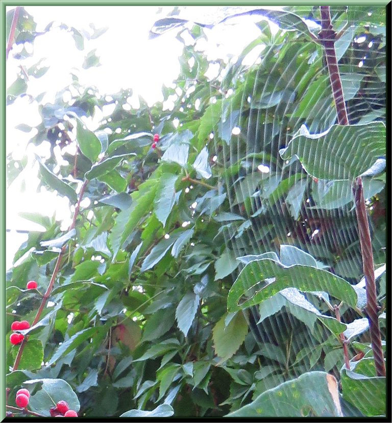 spiderweb on honeysuckle bush with berries.JPG
