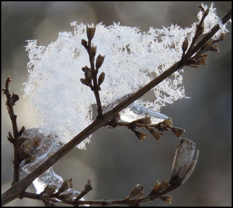 ice and star crystal snowflakes on lilac seed head.JPG
