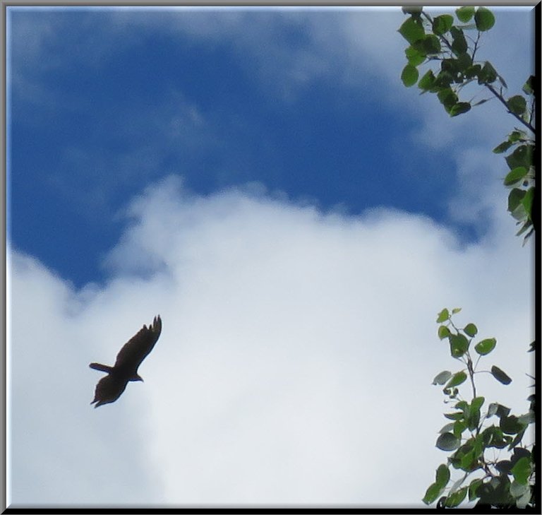 eagle or vulture in flight by poplar branch.JPG