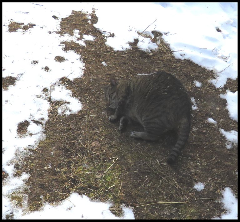 JJ having sand bath in first patch of bare ground among snow.JPG