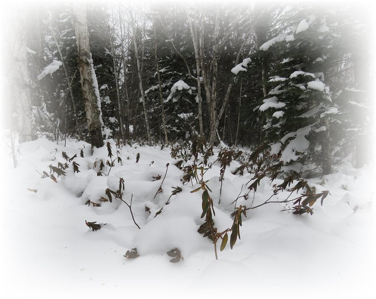 labrador tea  popping head out from snow evergreens and birsh behind.JPG