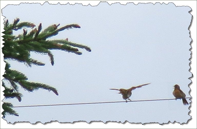 robin landing on a wire other on wire singing.JPG