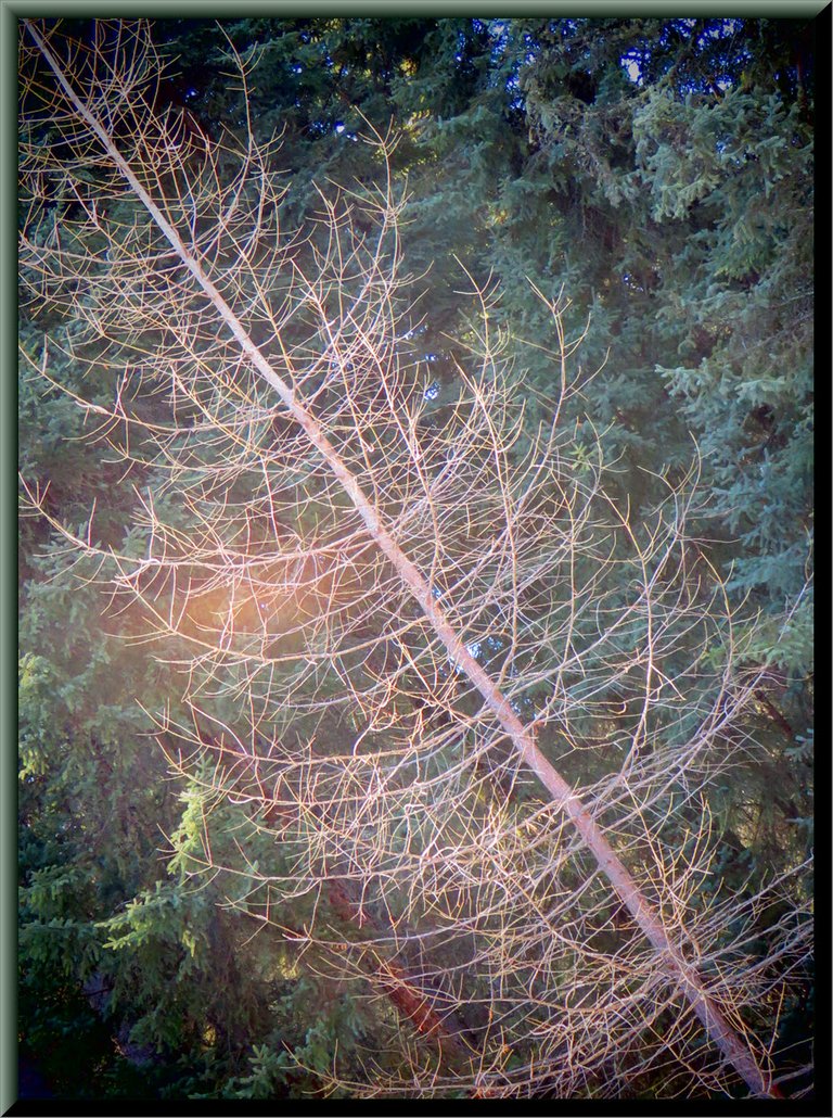 horizontal view bare tamarack tree filter gives different lights and color.JPG