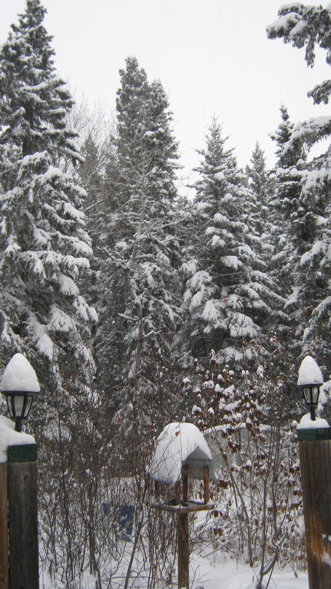 scen from deck of snow on birdfeederr trees and posts.JPG