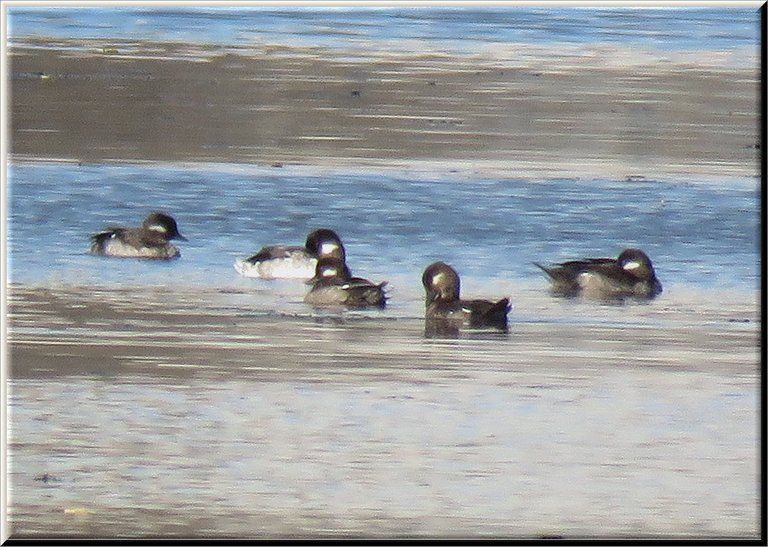 cute bufflehead ducks swimming on water.JPG